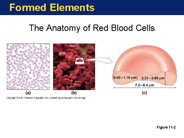 Formed Elements The Anatomy of Red Blood Cells Figure 11 -2 