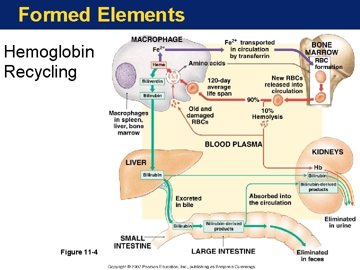 Formed Elements Hemoglobin Recycling Figure 11 -4 