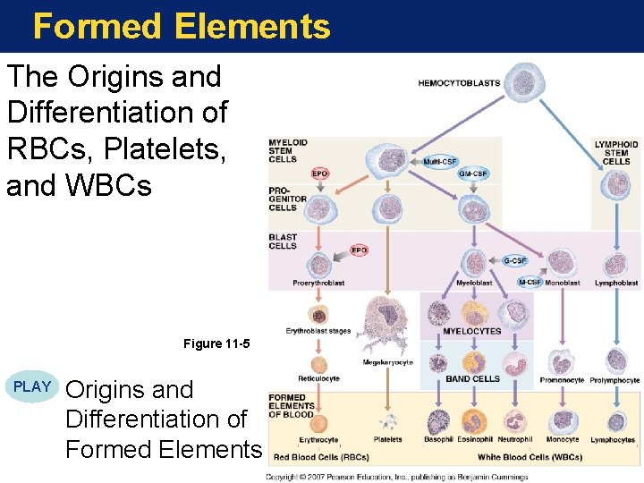 Formed Elements The Origins and Differentiation of RBCs, Platelets, and WBCs Figure 11 -5