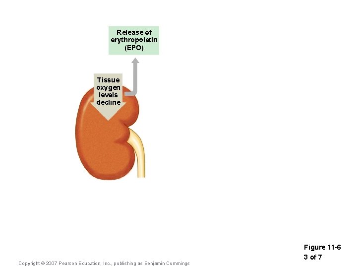 Release of erythropoietin (EPO) Tissue oxygen levels decline Copyright © 2007 Pearson Education, Inc.