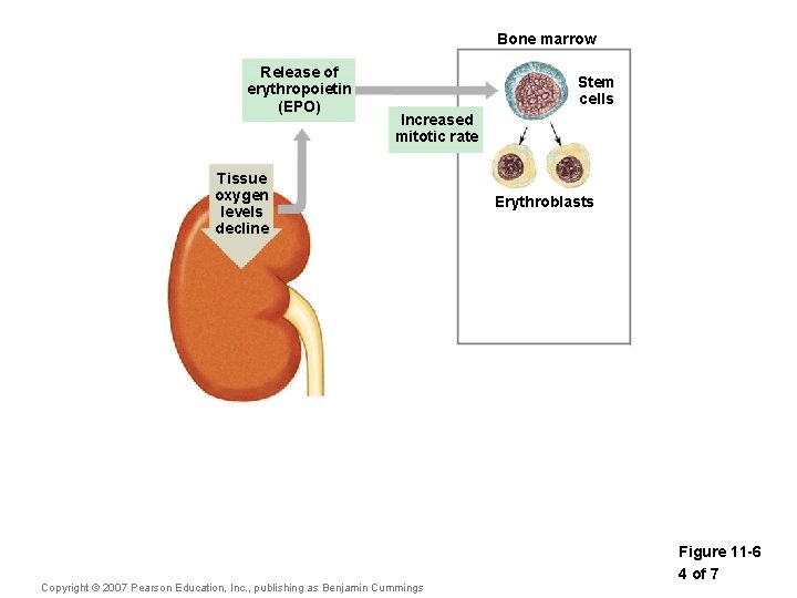 Bone marrow Release of erythropoietin (EPO) Stem cells Increased mitotic rate Tissue oxygen levels