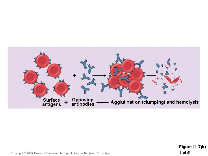 + Surface antigens + Opposing antibodies Copyright © 2007 Pearson Education, Inc. , publishing