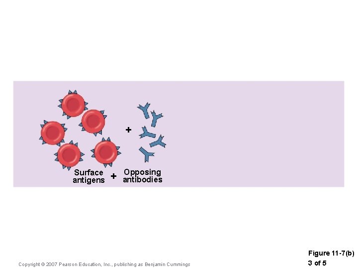 + Surface antigens + Opposing antibodies Copyright © 2007 Pearson Education, Inc. , publishing