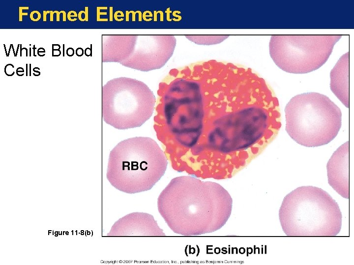 Formed Elements White Blood Cells Figure 11 -8(b) 