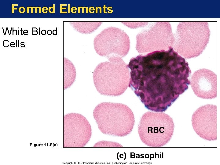 Formed Elements White Blood Cells Figure 11 -8(c) 