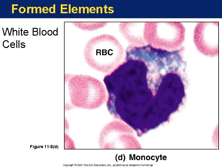 Formed Elements White Blood Cells Figure 11 -8(d) 