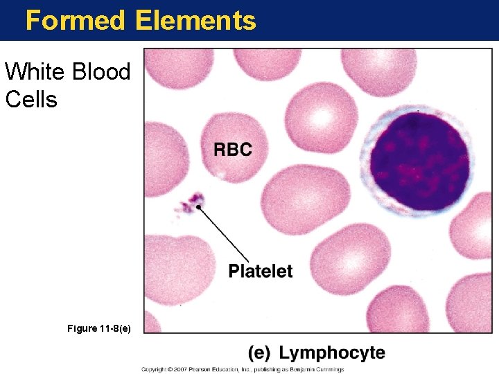 Formed Elements White Blood Cells Figure 11 -8(e) 