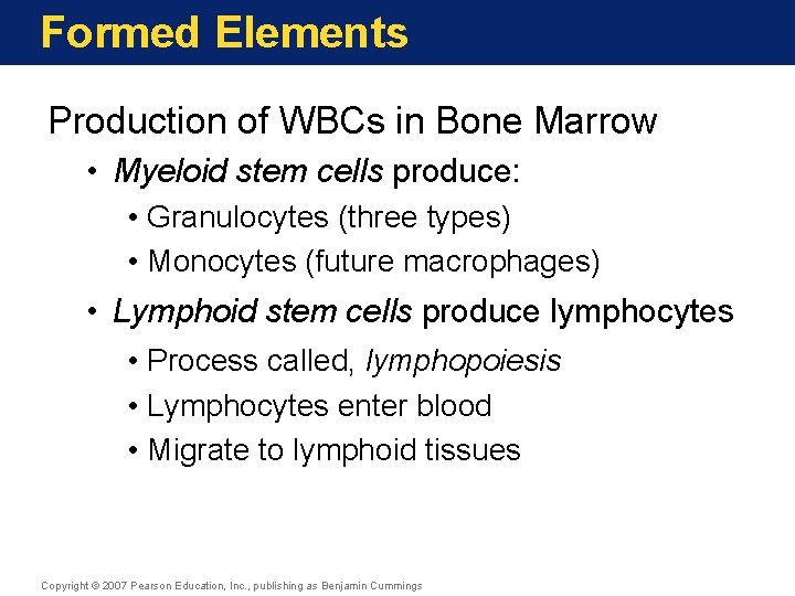 Formed Elements Production of WBCs in Bone Marrow • Myeloid stem cells produce: •