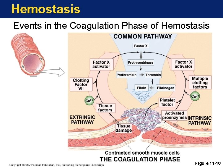 Hemostasis Events in the Coagulation Phase of Hemostasis Figure 11 -10 
