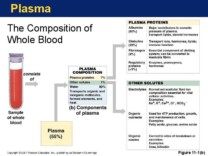 Plasma The Composition of Whole Blood Figure 11 -1(b) 