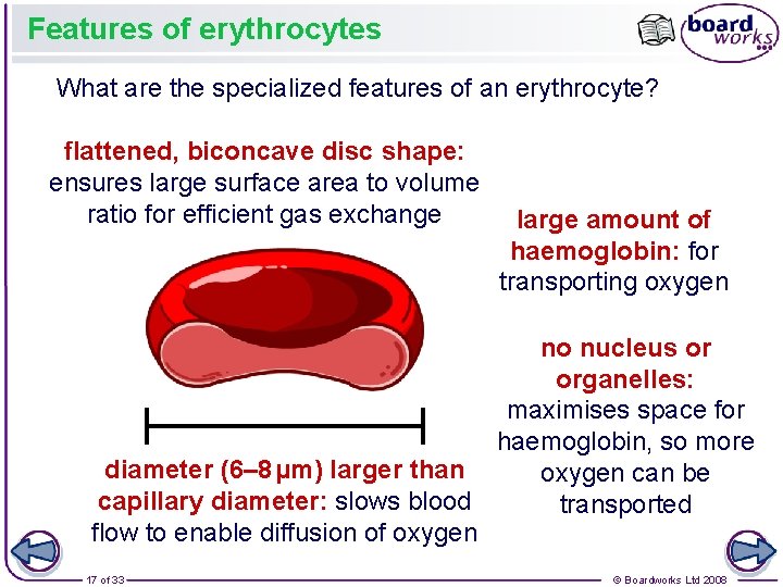 Features of erythrocytes What are the specialized features of an erythrocyte? flattened, biconcave disc