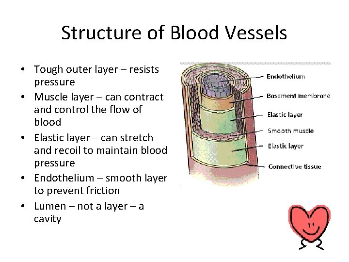 Structure of Blood Vessels • Tough outer layer – resists pressure • Muscle layer