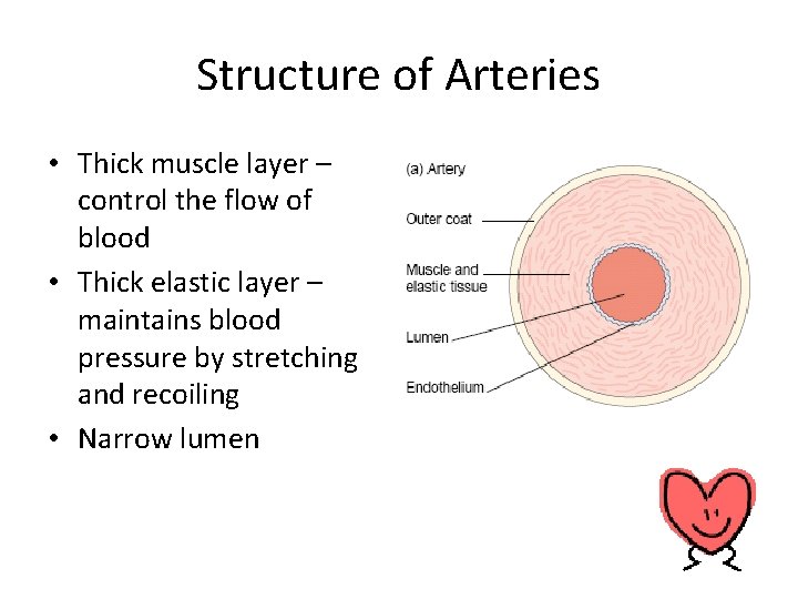 Structure of Arteries • Thick muscle layer – control the flow of blood •