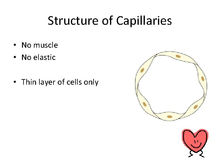 Structure of Capillaries • No muscle • No elastic • Thin layer of cells