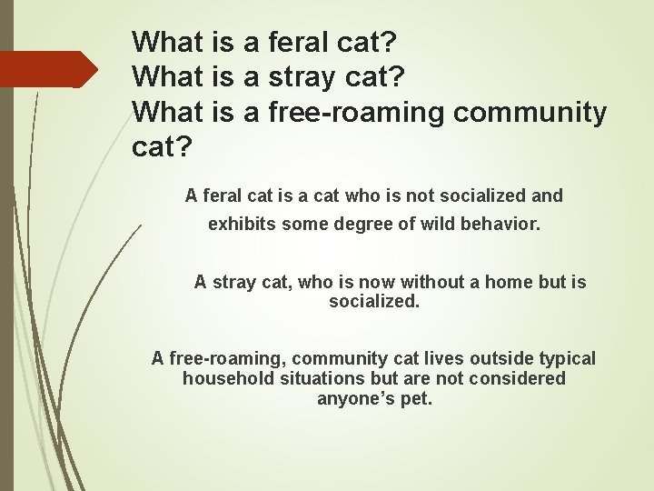 What is a feral cat? What is a stray cat? What is a free-roaming