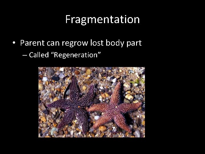 Fragmentation • Parent can regrow lost body part – Called “Regeneration” 