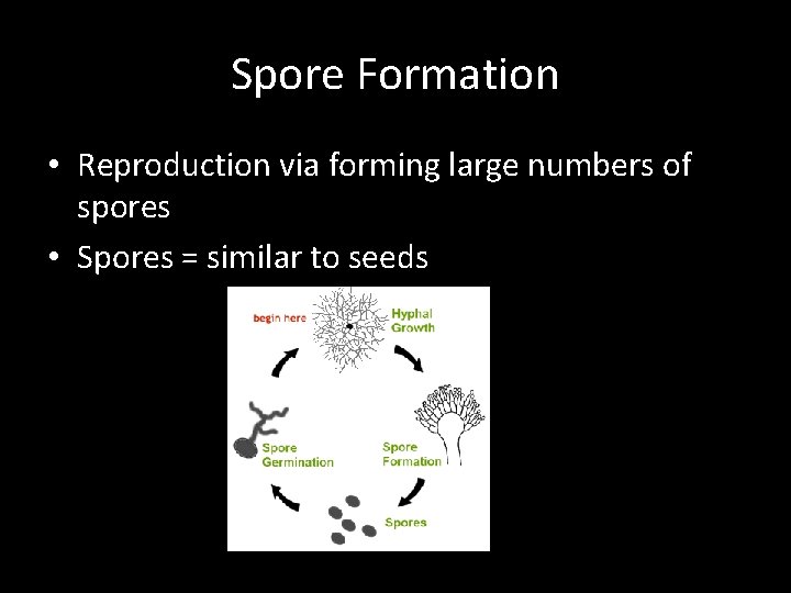 Spore Formation • Reproduction via forming large numbers of spores • Spores = similar