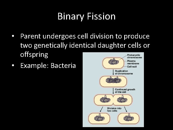 Binary Fission • Parent undergoes cell division to produce two genetically identical daughter cells