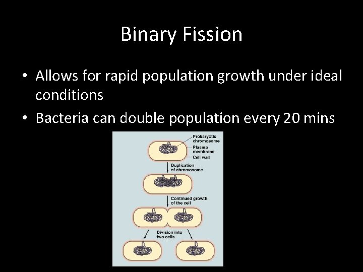 Binary Fission • Allows for rapid population growth under ideal conditions • Bacteria can