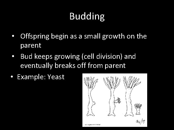 Budding • Offspring begin as a small growth on the parent • Bud keeps