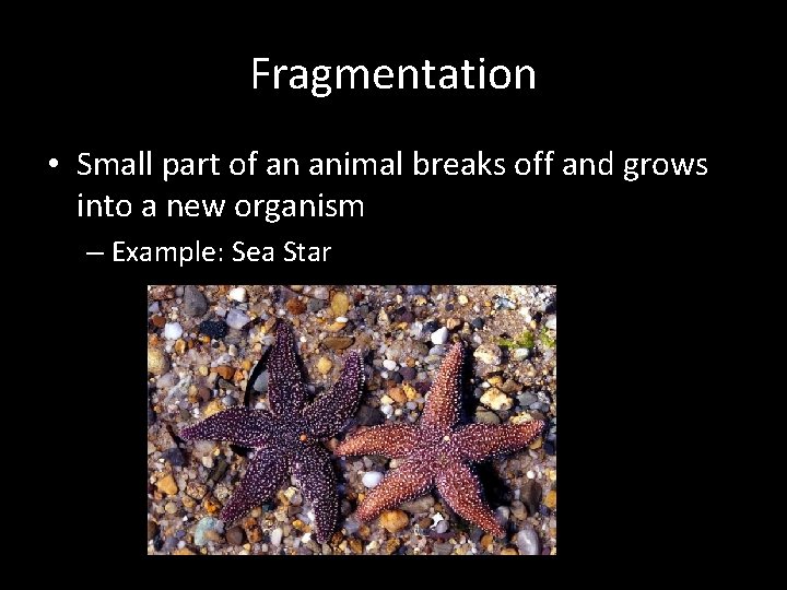 Fragmentation • Small part of an animal breaks off and grows into a new