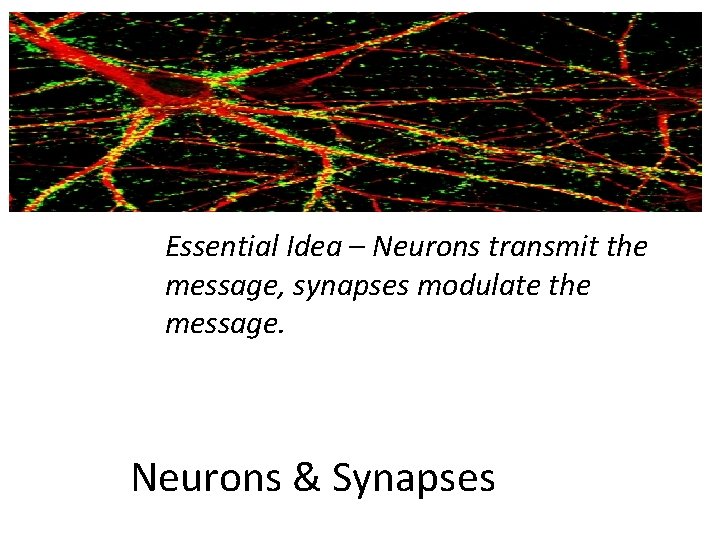 Essential Idea – Neurons transmit the message, synapses modulate the message. Neurons & Synapses