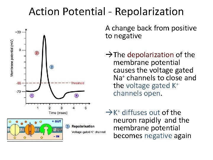 Action Potential - Repolarization A change back from positive to negative The depolarization of