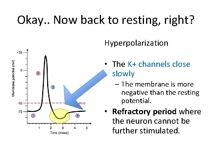 Okay. . Now back to resting, right? Hyperpolarization • The K+ channels close slowly