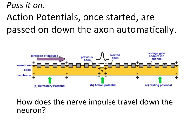 Pass it on. Action Potentials, once started, are passed on down the axon automatically.