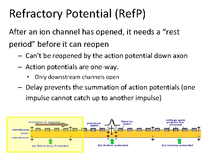 Refractory Potential (Ref. P) After an ion channel has opened, it needs a “rest