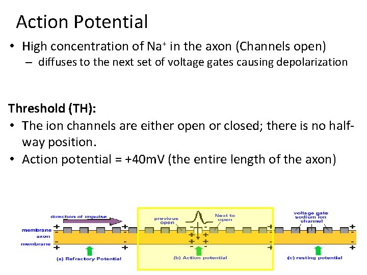 Action Potential • High concentration of Na+ in the axon (Channels open) – diffuses