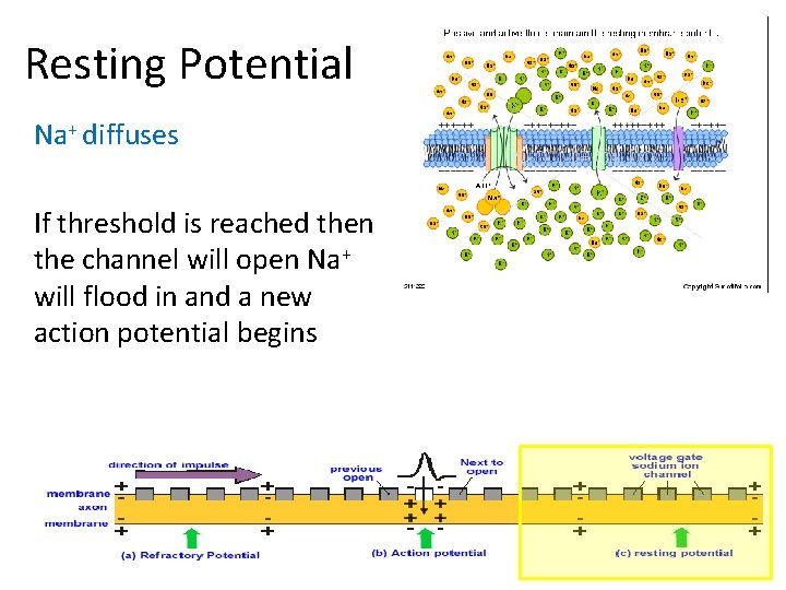 Resting Potential Na+ diffuses If threshold is reached then the channel will open Na+