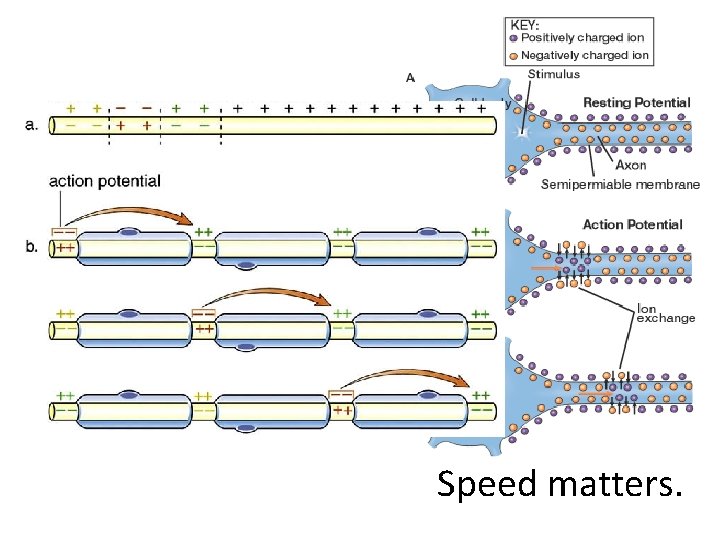 Speed matters. 