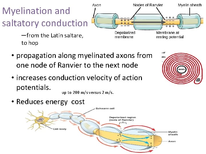 Myelination and saltatory conduction – from the Latin saltare, to hop • propagation along