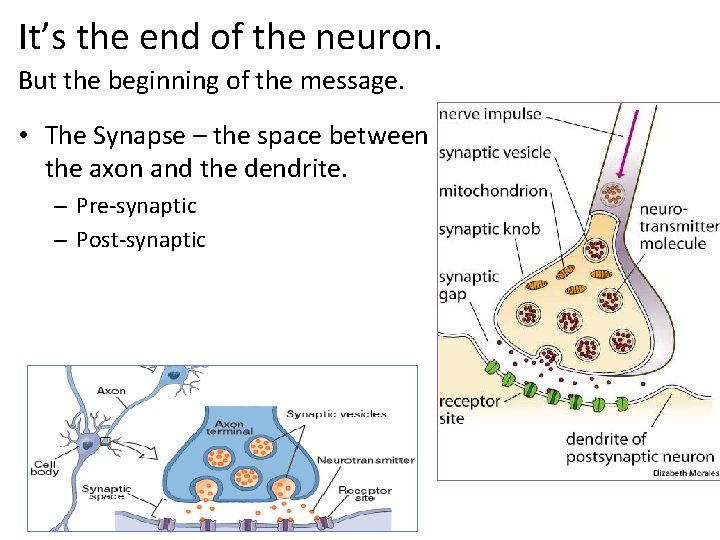 It’s the end of the neuron. But the beginning of the message. • The