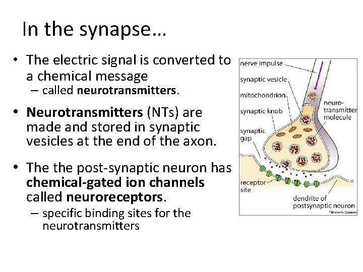 In the synapse… • The electric signal is converted to a chemical message –