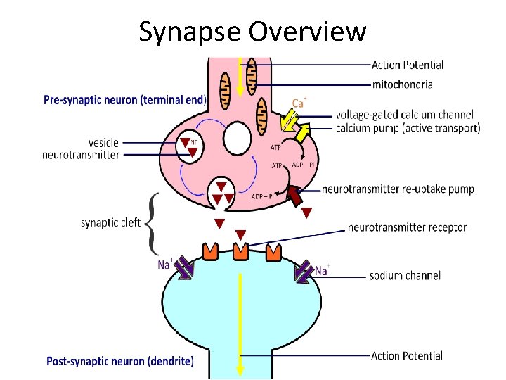 Synapse Overview 