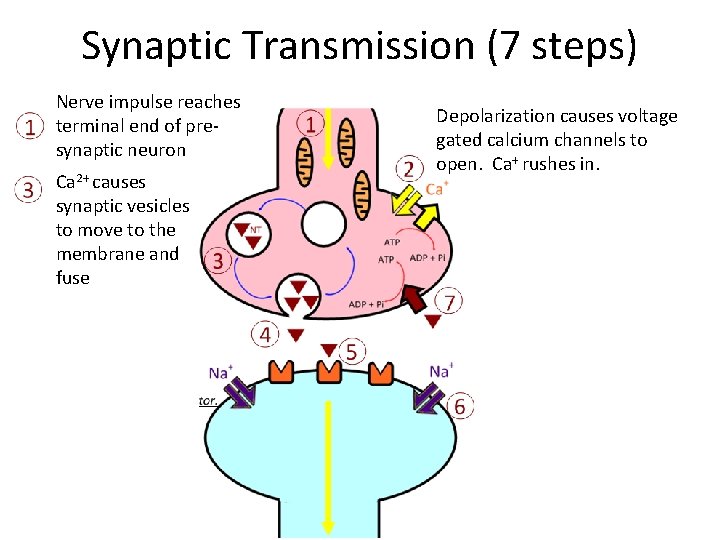 Synaptic Transmission (7 steps) Nerve impulse reaches terminal end of presynaptic neuron Ca 2+