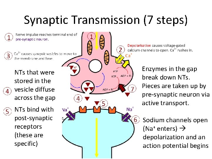 Synaptic Transmission (7 steps) NTs that were stored in the vesicle diffuse across the