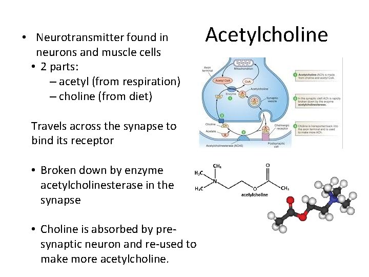  • Neurotransmitter found in neurons and muscle cells • 2 parts: – acetyl