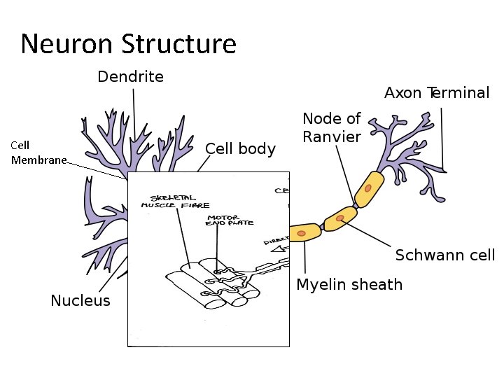 Neuron Structure Cell Membrane 