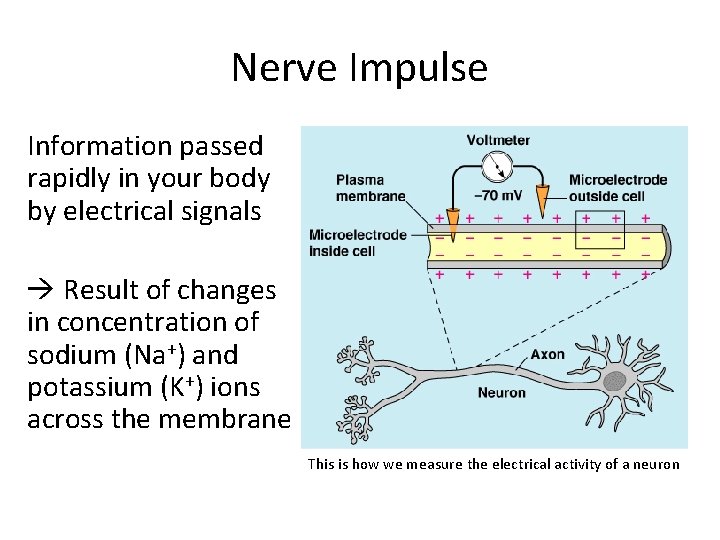 Nerve Impulse Information passed rapidly in your body by electrical signals Result of changes