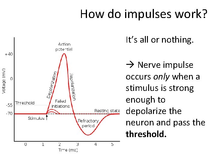 How do impulses work? It’s all or nothing. Nerve impulse occurs only when a