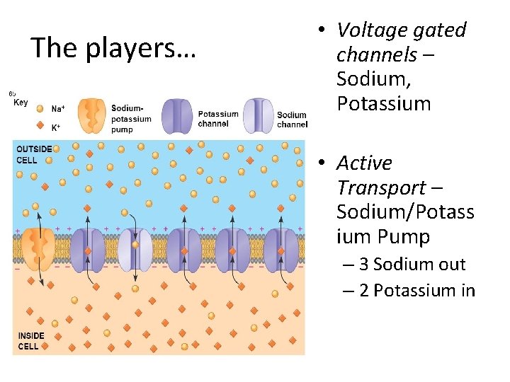 The players… • Voltage gated channels – Sodium, Potassium • Active Transport – Sodium/Potass