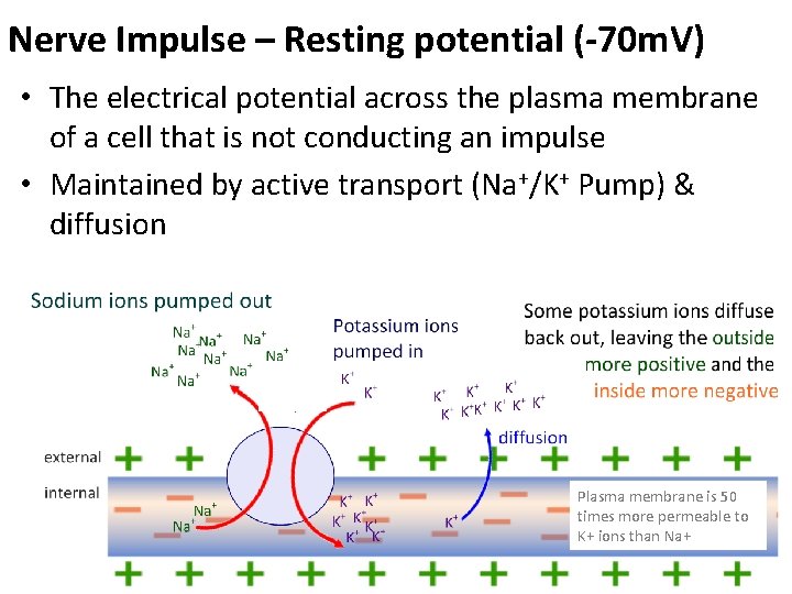 Nerve Impulse – Resting potential (-70 m. V) • The electrical potential across the