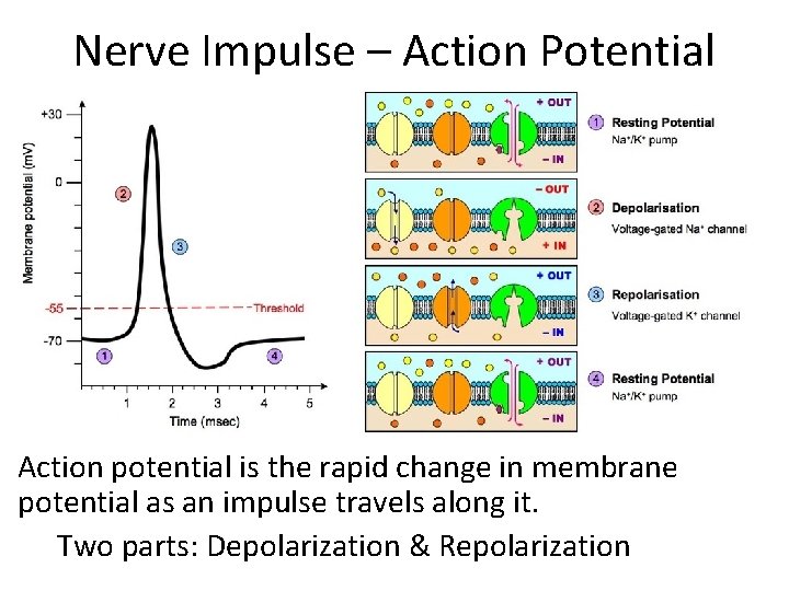 Nerve Impulse – Action Potential Action potential is the rapid change in membrane potential