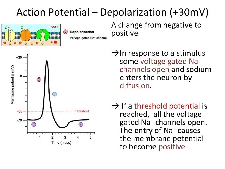 Action Potential – Depolarization (+30 m. V) A change from negative to positive In