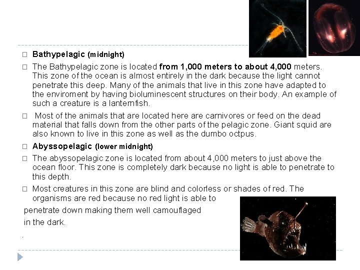 Bathypelagic (midnight) � The Bathypelagic zone is located from 1, 000 meters to about