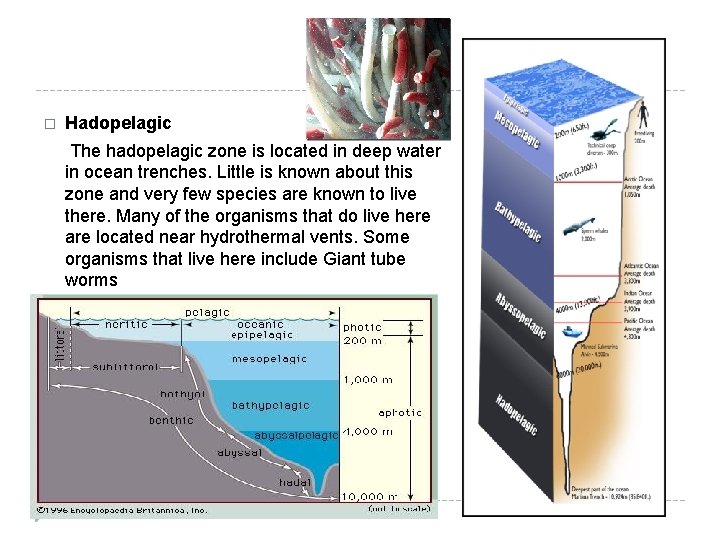 � Hadopelagic The hadopelagic zone is located in deep water in ocean trenches. Little