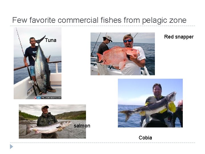 Few favorite commercial fishes from pelagic zone Red snapper Tuna salmon Cobia 